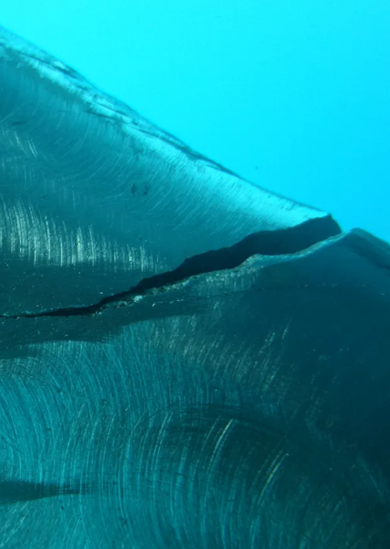 Seaweed